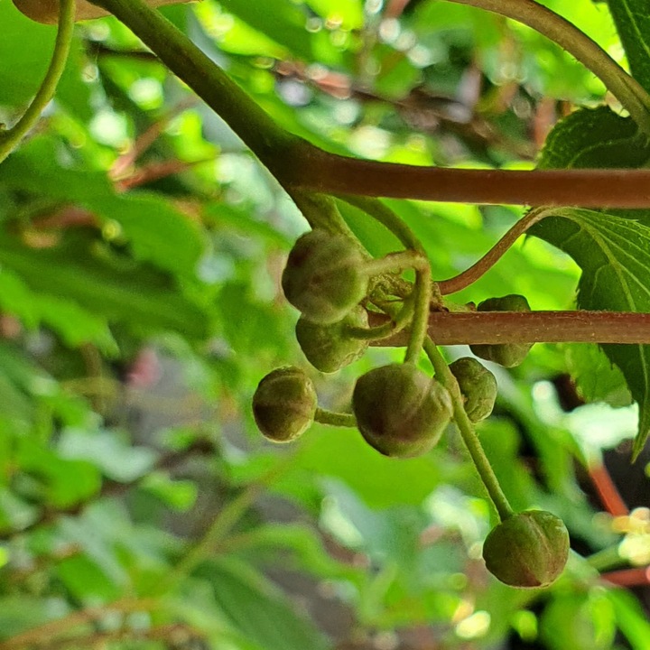 Aktinidia Issai ostrolistna mini kiwi, samopylna obupłciowa sadzonka