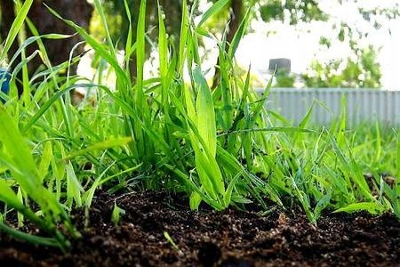 ZESTAW Nawóz wieloskładnikowy SALETRZAK 5kg POLIFOSKA 6 5kg