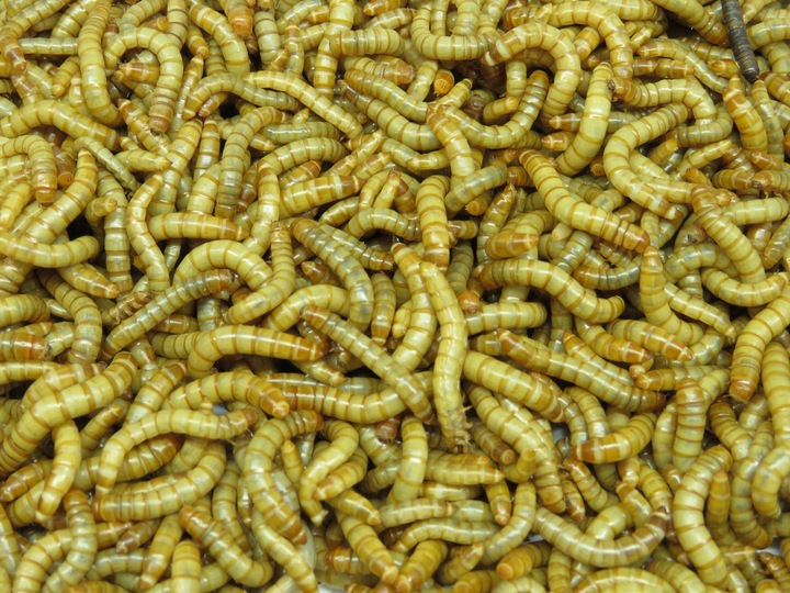 Mącznik młynarek Larwy 500ml+ Pokarm dla owadów gratis ( Exotic Leszno