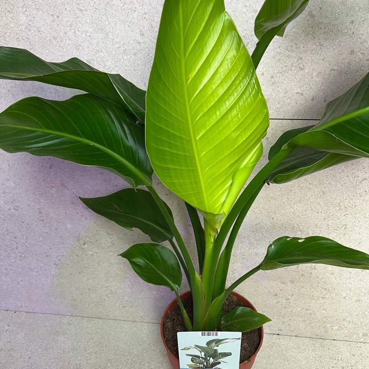 Strelitzia Nicolai Strelicja Biała Rajski Ptak XL