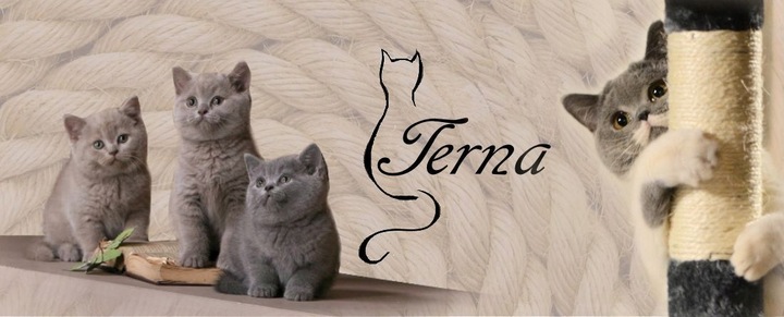 Drapak dla Kota Narożny z Kocimiętką i Zabawką