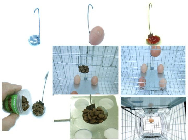 żywołapka pułapka na szczury gryzonie duża łapka