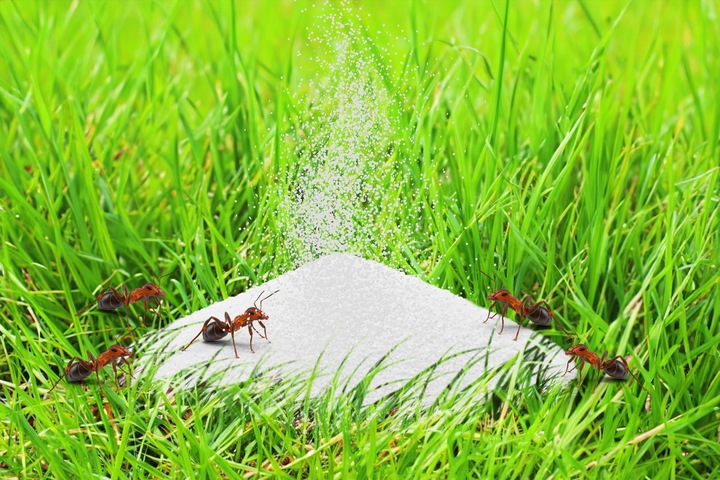 SILNY PROSZEK ŚRODEK PREPARAT NA MRÓWKI GNIAZDA MRÓWEK MROWISKA 1KG EFFECT