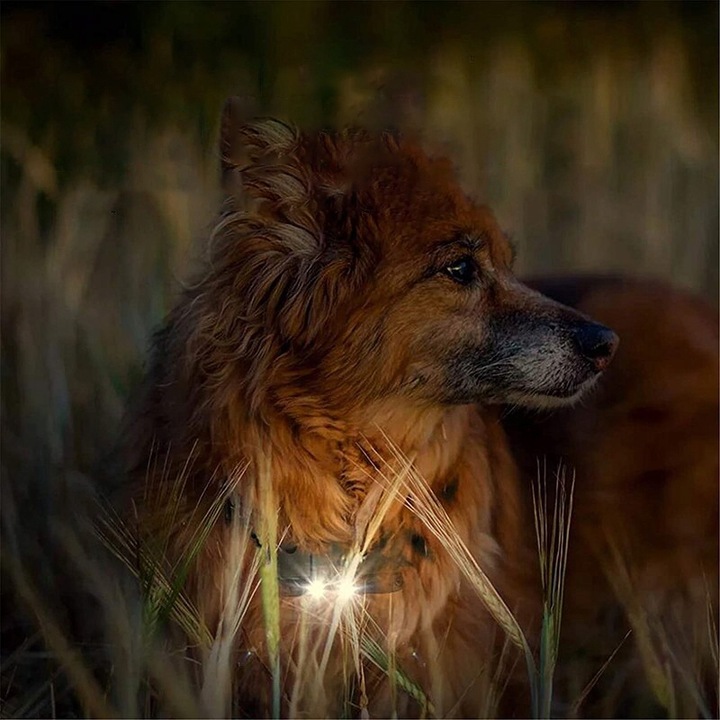 ELEKTRYCZNA OBROŻA DLA PSA TRENINGOWA 800M PILOT