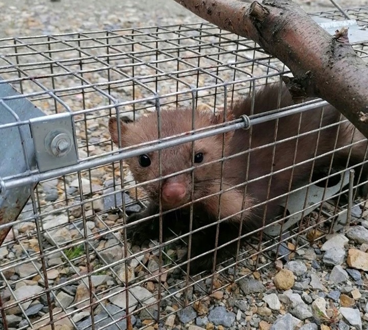 DUŻA PUŁAPKA NA KUNY SZCZURY LISY WYDRY ŁASICE ŻYWOŁAPKA ŁAPKA