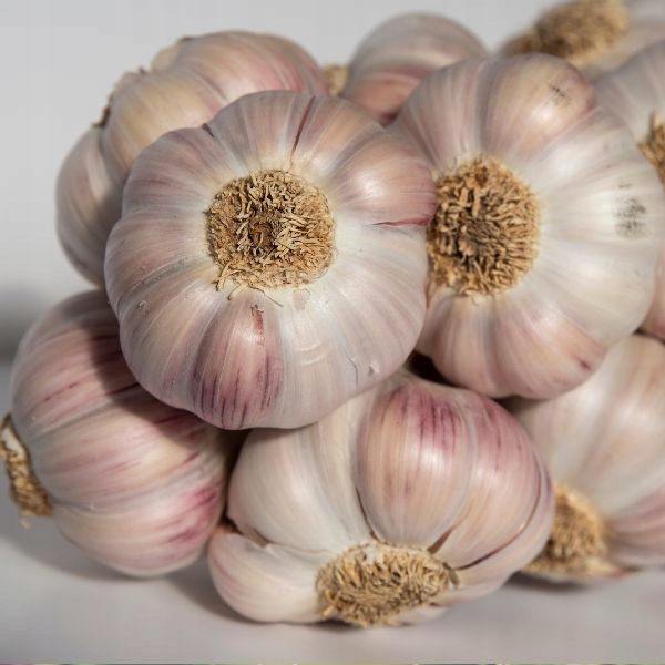 Czosnek Polski Lubasza 1kg ozimy MEGA KALIBER