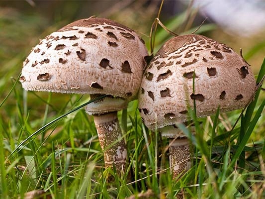 Grzybnia CZUBAJKA KANIA uprawa w ogrodzie 750 ml