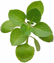 SWANSON OLEJ OREGANO olejek KONCENTRAT 10:1 120 kaps