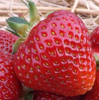 TRUSKAWKA TRUSKAWKI SADZONKI TRUSKAWEK DONICZKOWANA GIGANT