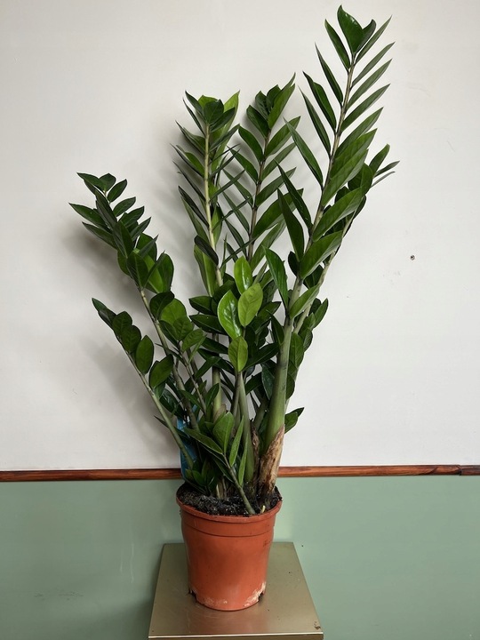 Zamiokulkas prosta w uprawie Zamikulkas 30cm