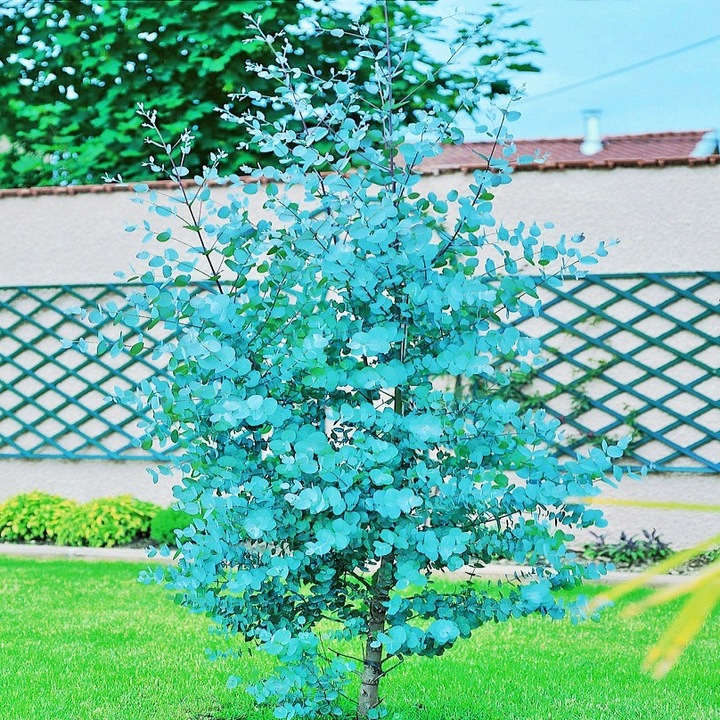 Eukaliptus Wieloletnie Niebieskie Drzewo Duże Ładne Sadzonki w