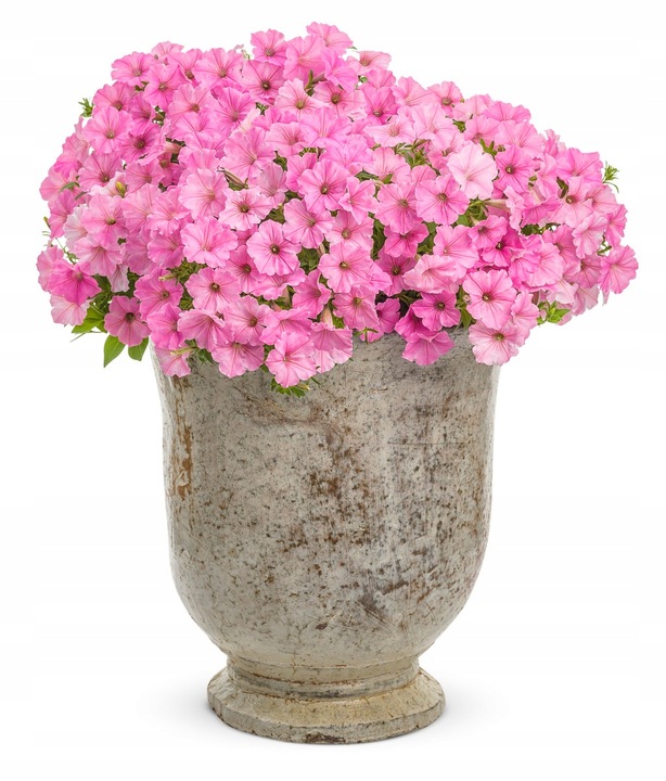 SUPERTUNIA VISTA BUBBLEGUM 6 SZTUK