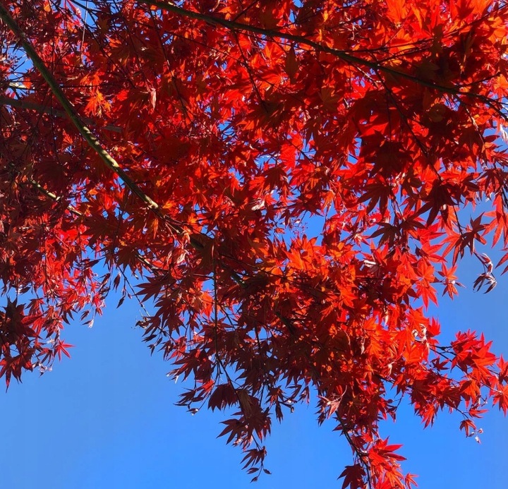 Klon Palmowy ATROPURPUREUM Sadzonka 1L