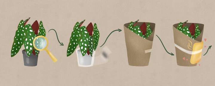 Monstera Monkey Mask XS Dziurawa Przepiękny Kwiat