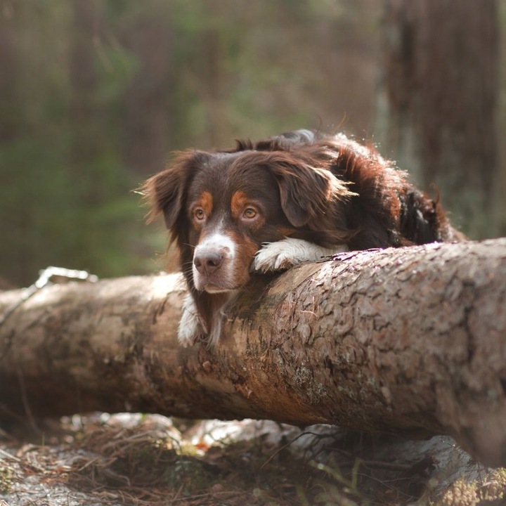 Pan Mięsko z Ziołami karma sucha dla psa WOŁOWINA TUŃCZYK małe rasy