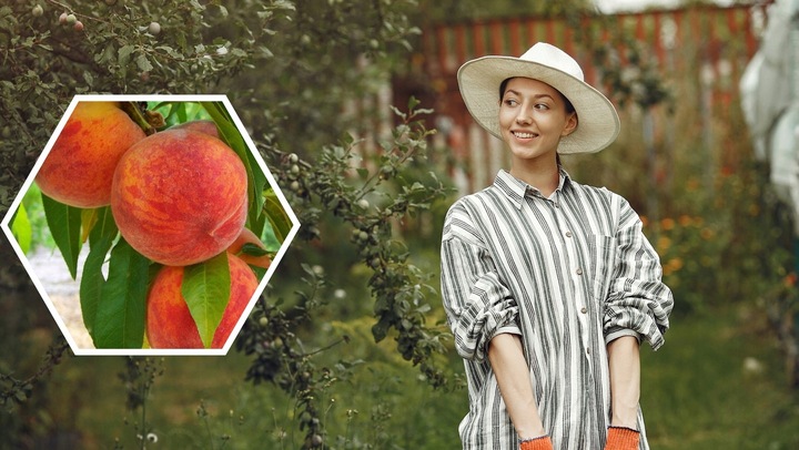 Brzoskwinia INKA największe owoce SAMOPYLNA słodka Sadzonka / Sadzonki