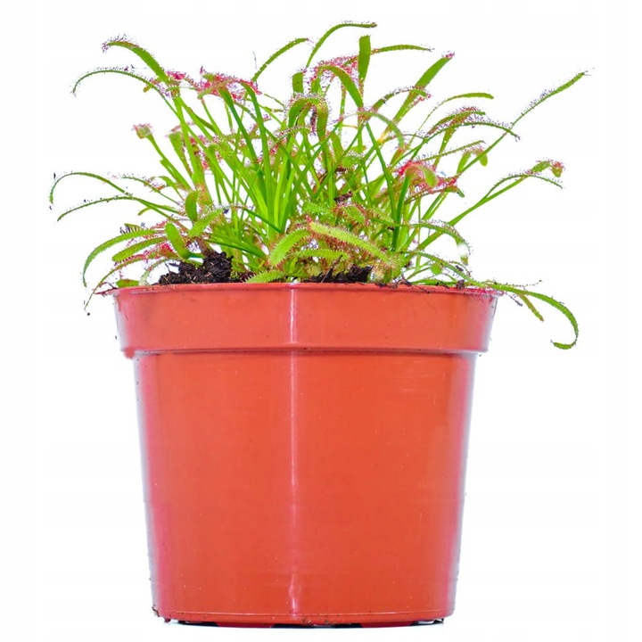 Drosera capensis ROSICZKA PRZYLĄDKOWA