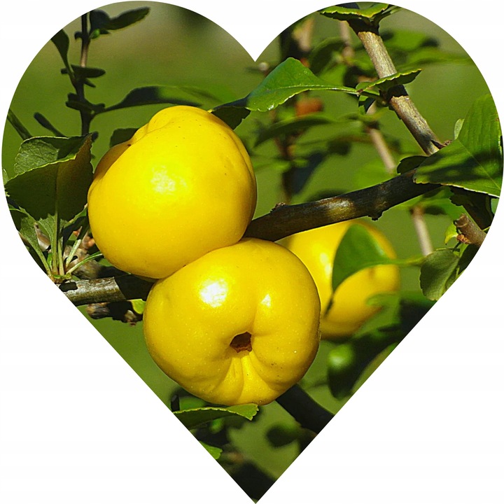 PIGWOWIEC GIGANT Naturalnie kwaśny, idealny na nalewki, dżemy i