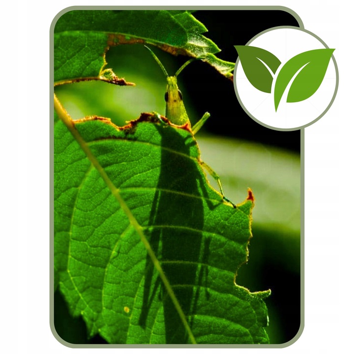 COMPO 2w1 NA CHOROBY I SZKODNIKI - MSZYCE PRZĘDZIORKI WCIORNASTKI