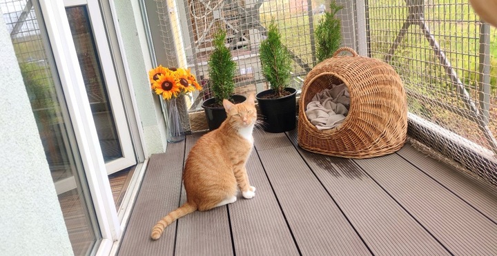 ZESTAW SIATKA NA BALKON 5x3 DLA KOTA WZMOCNIONA DRUCIKIEM BEZ WIERCENIA