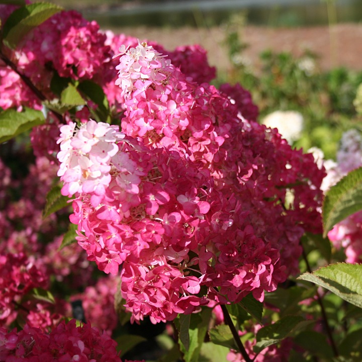HORTENSJA bukietowa FRAISE MELBA INTENSYWNA CZERWIEŃ DUŻA XXL sadz. C2