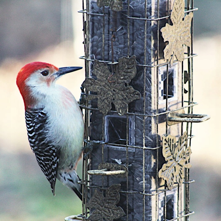 SŁONECZNIK CZARNY PREMIUM Drobny DLA PTAKÓW I NA POPLON ziarno 20KG
