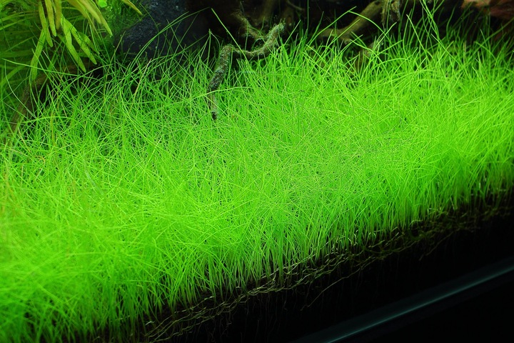 Rośliny do akwarium trawnik Eleocharis Parvula XXL