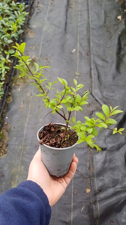 LAGERSTROEMIA INDYJSKA PINK, BEZ POŁUDNIA, NAJDŁUŻEJ KWITNĄCY KRZEW