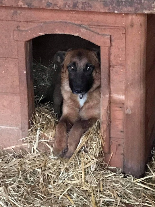 SŁOMA, LEGOWISKO, ŚCIÓŁKA DLA PSA 4kg