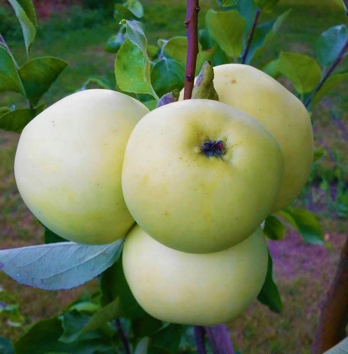 Jabłoń papierówka OLIWKA ŻÓŁTA bardzo wczesna PAPIERÓWKA Z DZIECIŃSTWA