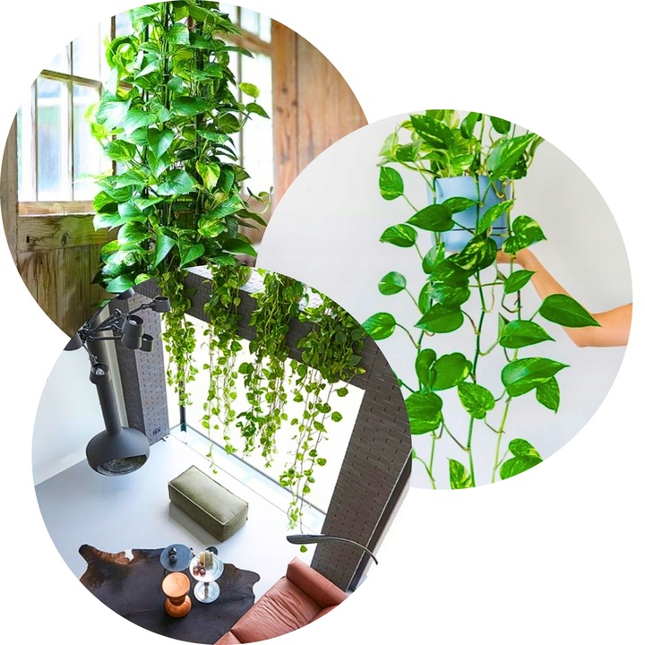 Epipremnum Aureum ZŁOCISTE Przebarwienia PNĄCZE Łatwa Uprawa Sercowate