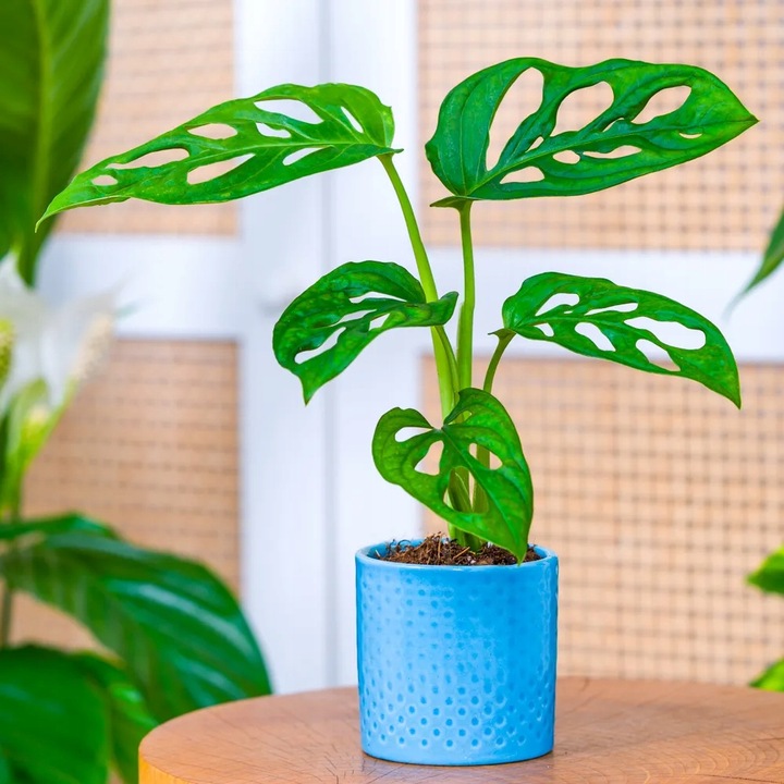 Monstera Dziurawa Adansonii JAK SZWAJCARSKI SER Monster Duże Liście