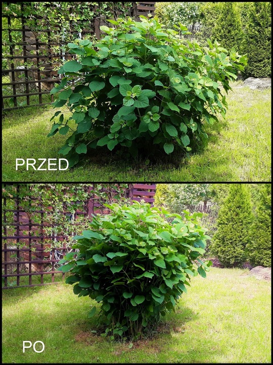 OBEJMA DO ROŚLIN FI 6 ZIELONA 50 SZT.