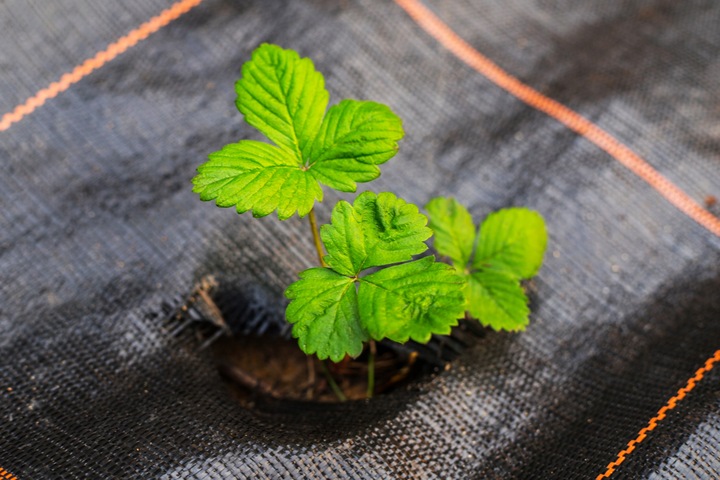 AGROTKANINA 90g 1,6x50m CZARNA AGROWŁÓKNINA UV 3% ANTYCHWASTOWA +