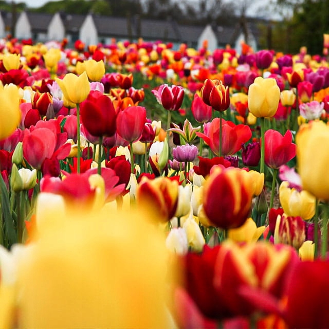 Tulipan polski mix odmian i gatunków 50 szt. 8/9 cebulki tulipanów