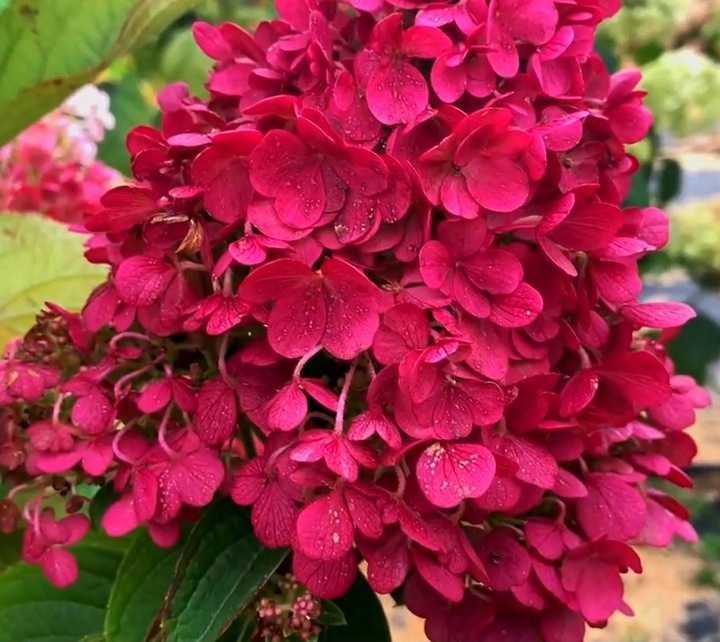 HORTENSJA bukietowa FRAISE MELBA INTENSYWNA CZERWIEŃ DUŻA XXL sadz. C2