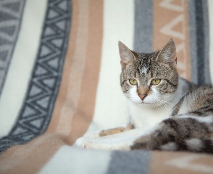 KOC Swiateczny WEŁNIANY cieply 100% wełna nowozelandzka 140x200