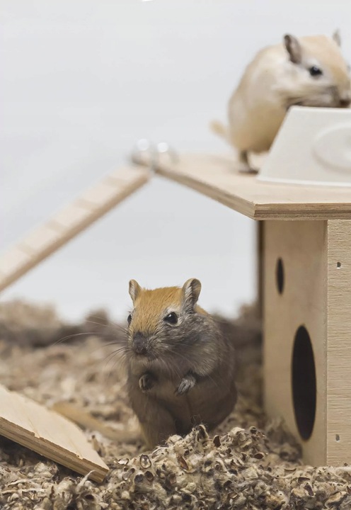 COMFY COTTON BEDDING PODŁOŻE BAWEŁNIANE 10L