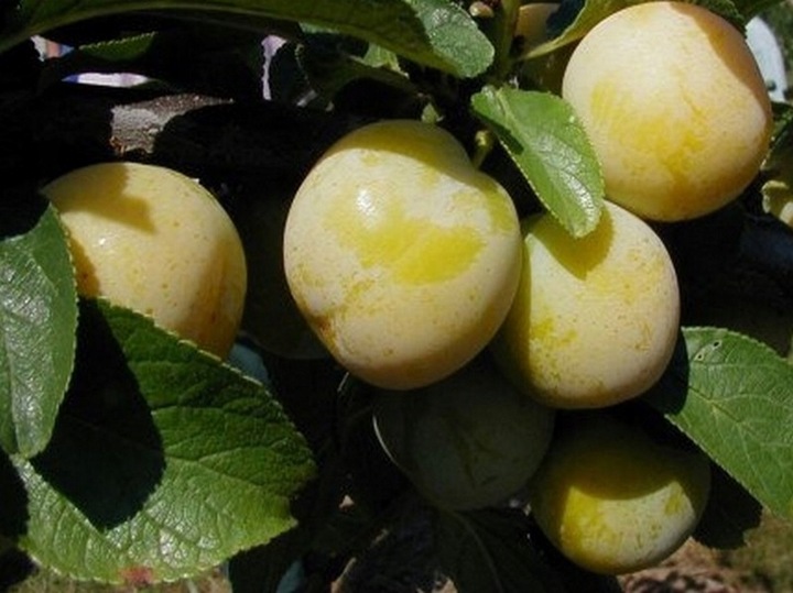 Śliwa RENKLODA ULENA polecana ODMIANA SAMOPYLNA duże PYSZNE DUŻE OWOCE