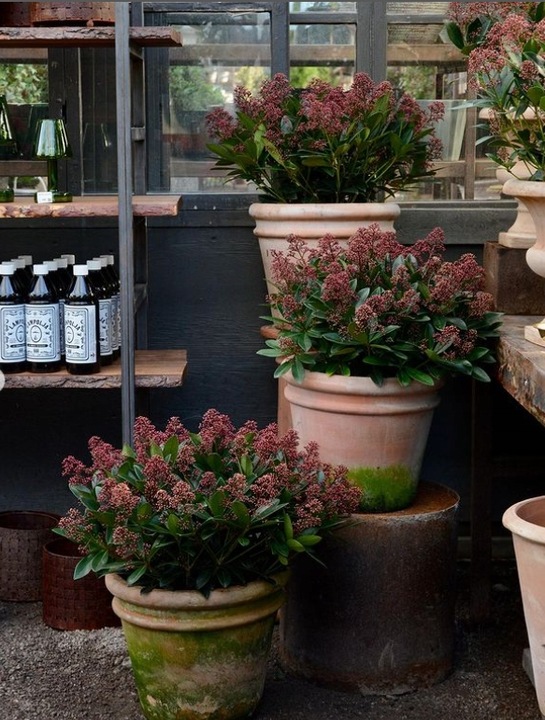 SKIMIA JAPOŃSKA Duże Sadzonki 1L 'Rubella'