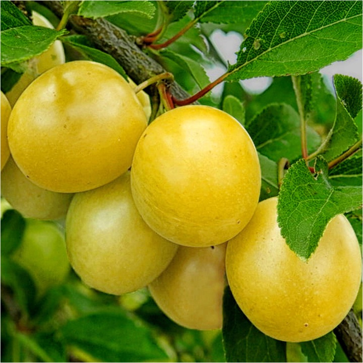Śliwa RENKLODA ULENA wczesna ŻÓŁTA SAMOPYLNA / sadzonka / sadzonki