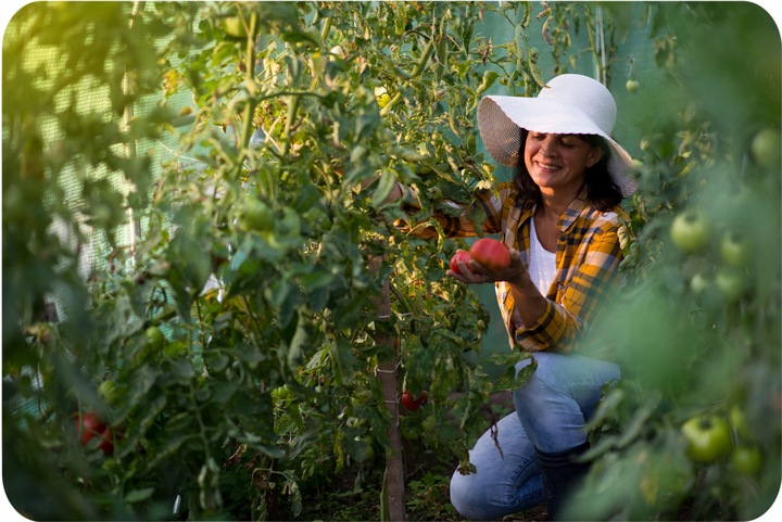 TUNEL FOLIOWY OGRODOWY SZKLARNIA 2x3m FOLIAK 6m2