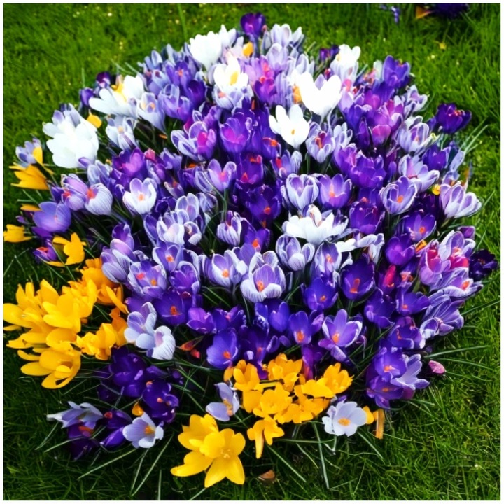 KROKUS MIX KOLORÓW cebulki 200 szt. + GRATIS