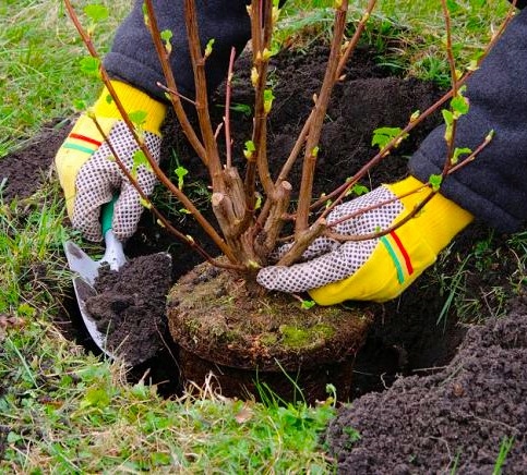 Jabłoń papierówka OLIWKA ŻÓŁTA bardzo wczesna PAPIERÓWKA Z DZIECIŃSTWA