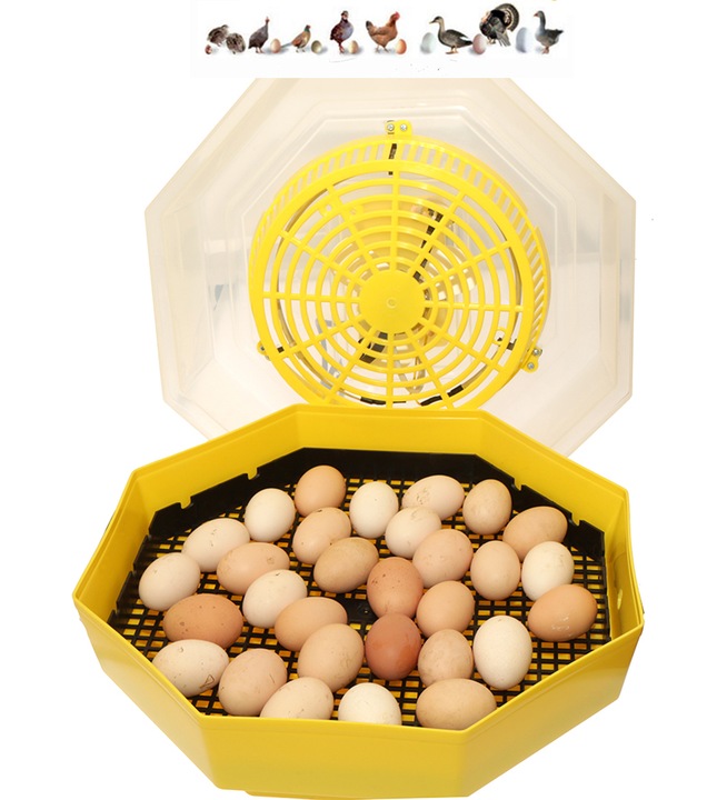 Inkubator wylęgarka na 60 jaj półautomat klujnik