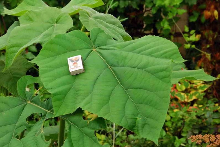 Paulownia CESARSKA drzewo TLENOWE szybkorosnące drzewko Szczęścia