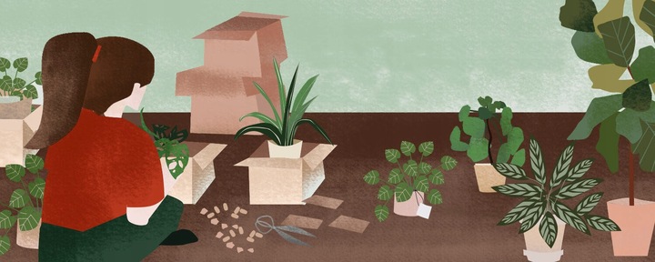 Monstera Monkey Mask XS Dziurawa Przepiękny Kwiat