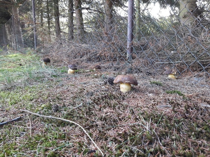 PODGRZYBEK BRUNATNY zagęszczona żywa grzybnia