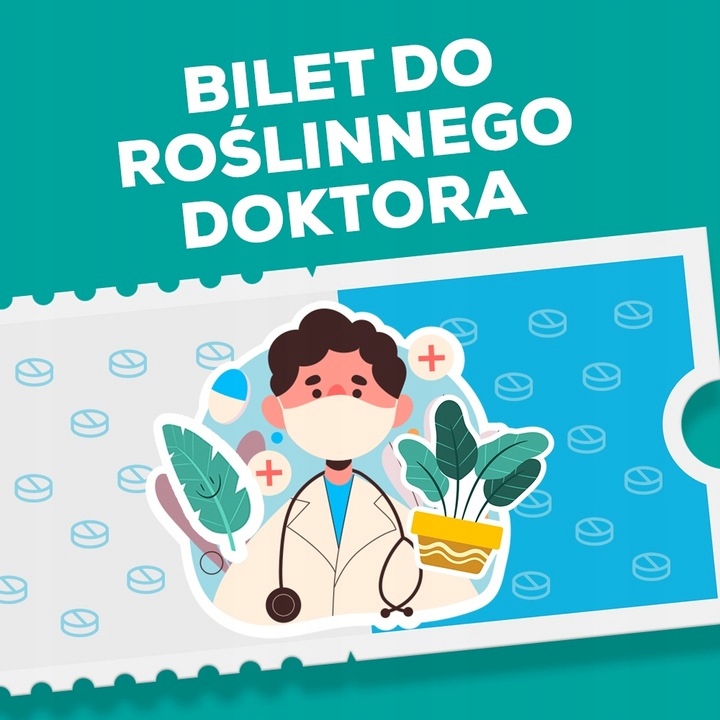 Musa Dwarf 'Cavendish' Bananowiec - EGZOTYCZNY BANAN W DOMU - Duże Liście