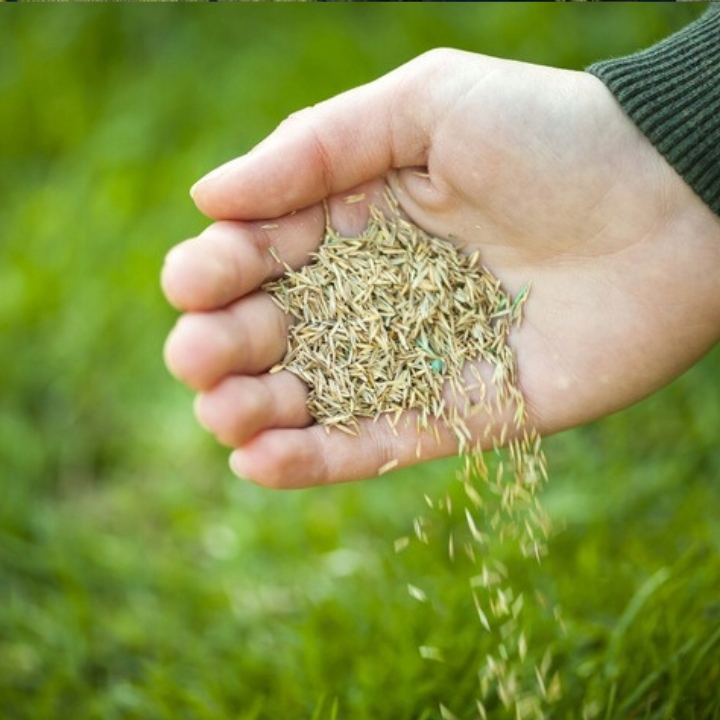 Trawa UNIWERSALNA nasiona trawy SAMOZAGĘSZCZAJĄCA odporna na DEPTANIE 25kg